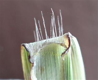 Ligule